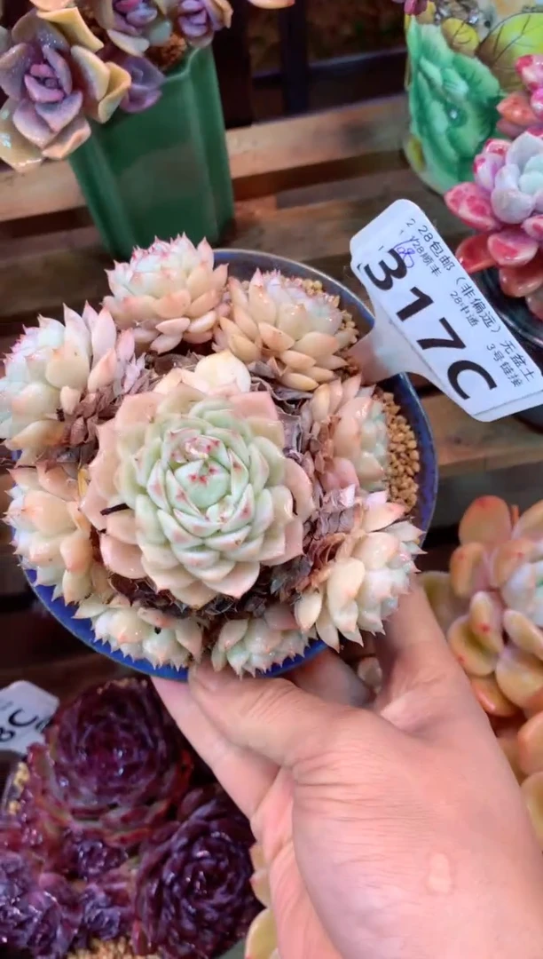 317C（一物一拍，精品多肉，w所见即所得 ）