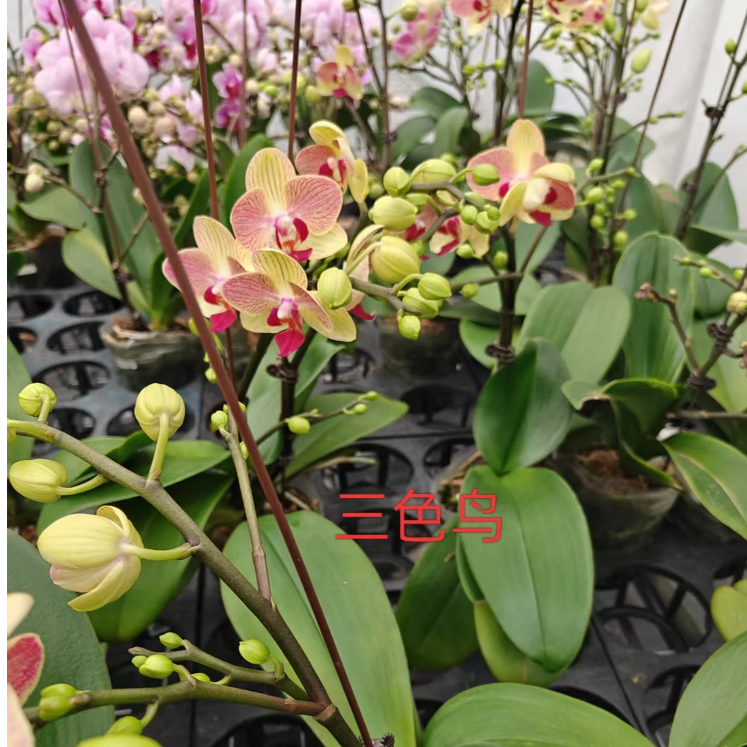 3.5寸三色鸟蝴蝶兰绿植好养易活四季开花耐热适合夏日