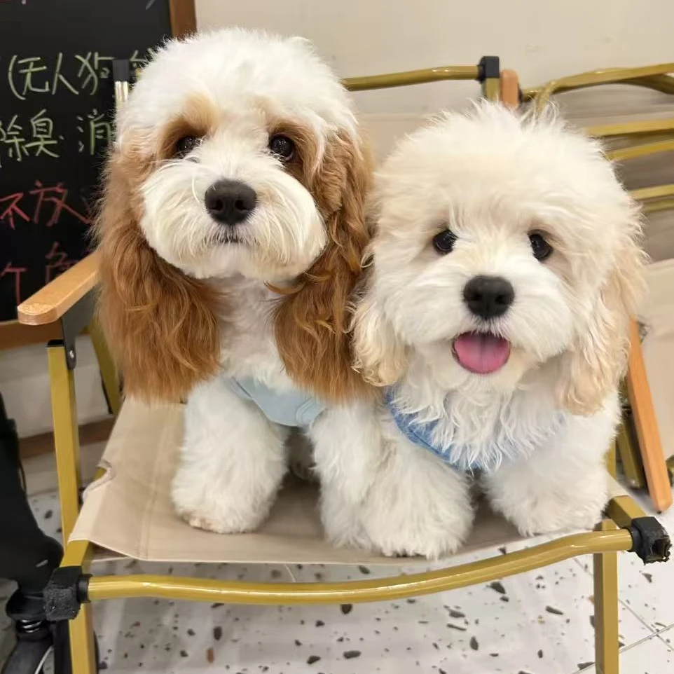 杭州可卡布.马尔泰 可爱狗狗宠物活体全款链接 仅支持平台交易