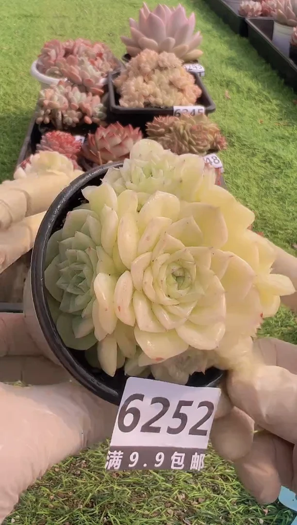 【闪购商品】信福多肉一物一拍