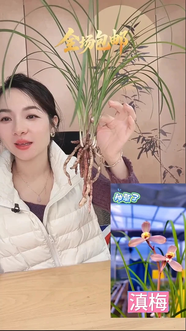 当前无花栽培后可以开花：滇梅