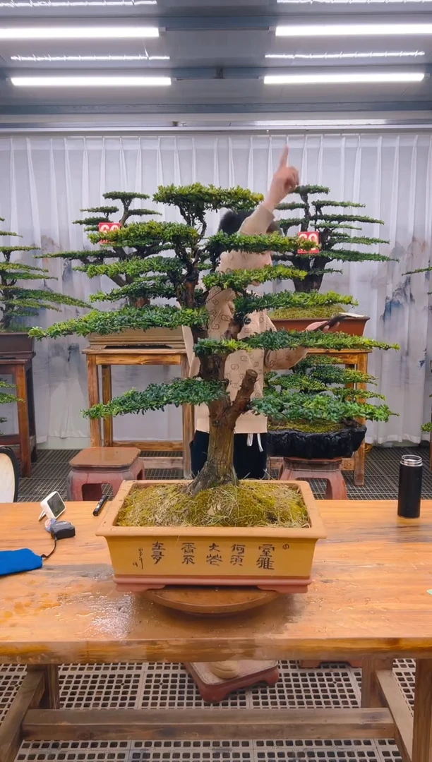 【闪购商品】紫砂精品盆景直播间一物一拍