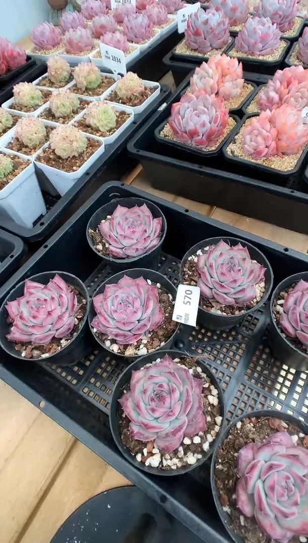 【闪购商品】570红拉糖一棵量拍
