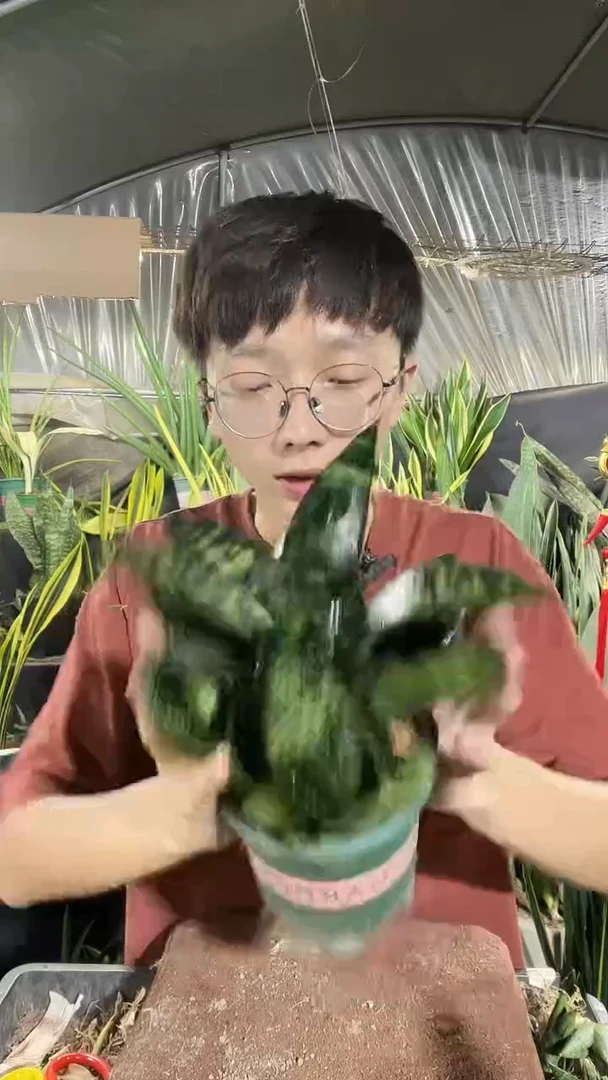 青虎带盆土12.8.