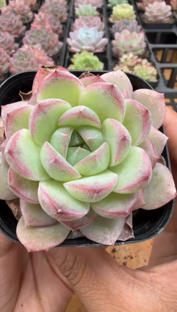 东云多肉园二店-133