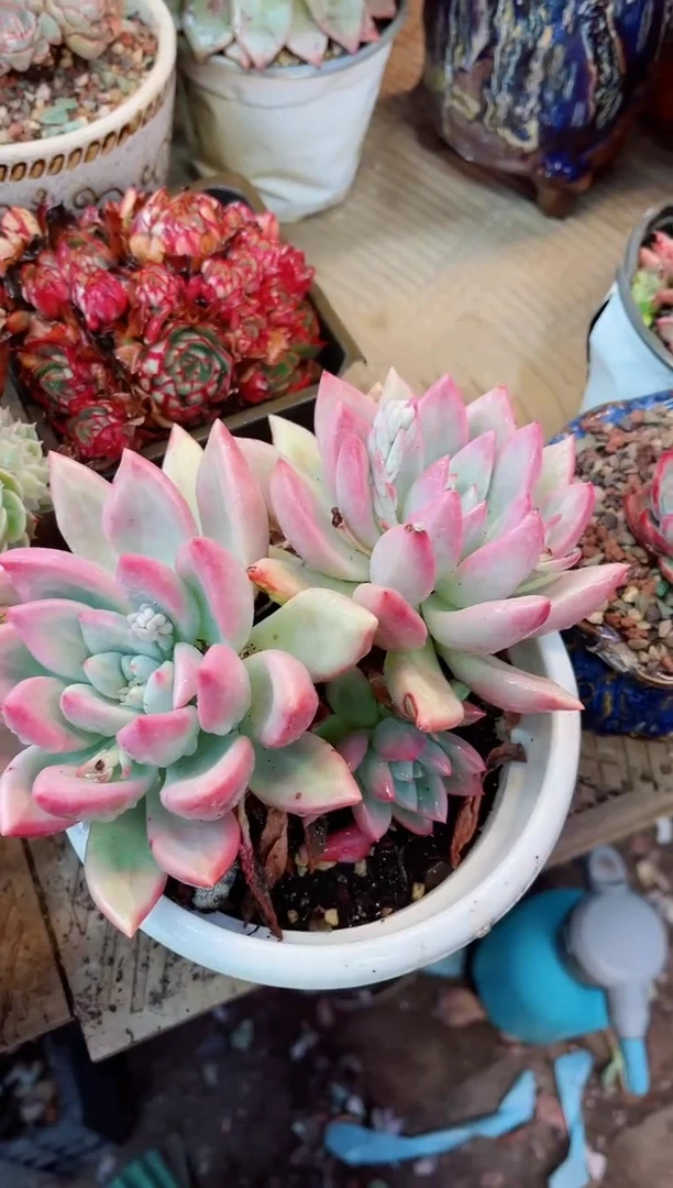 【闪购商品】12073