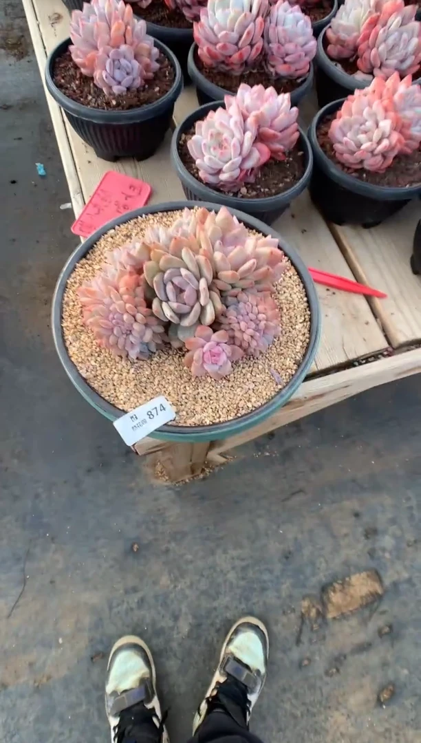 874韩橙多肉植物一物一拍