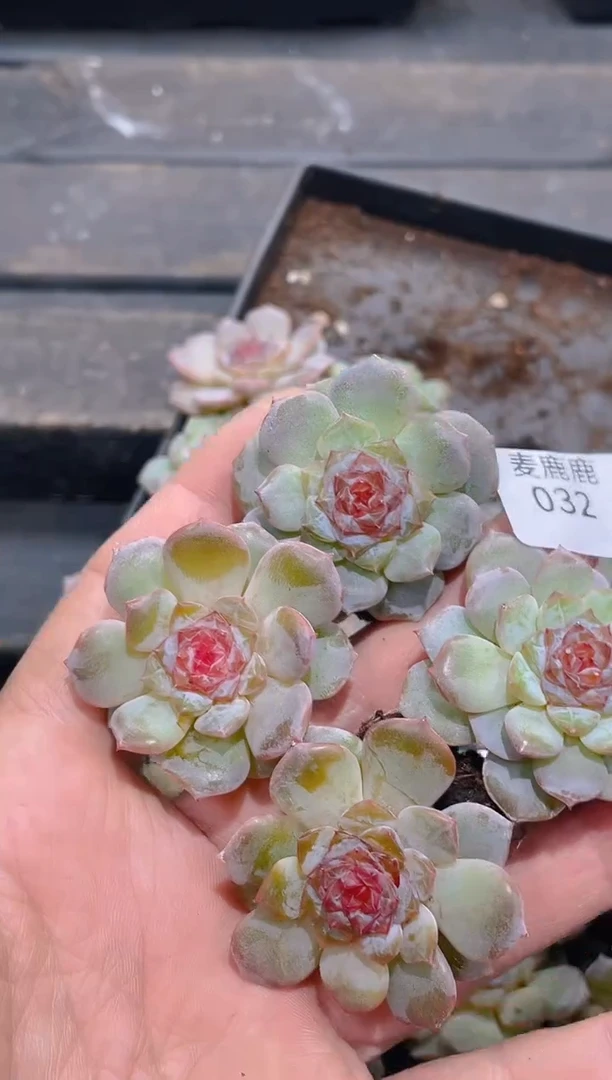 032红毛丹      量拍