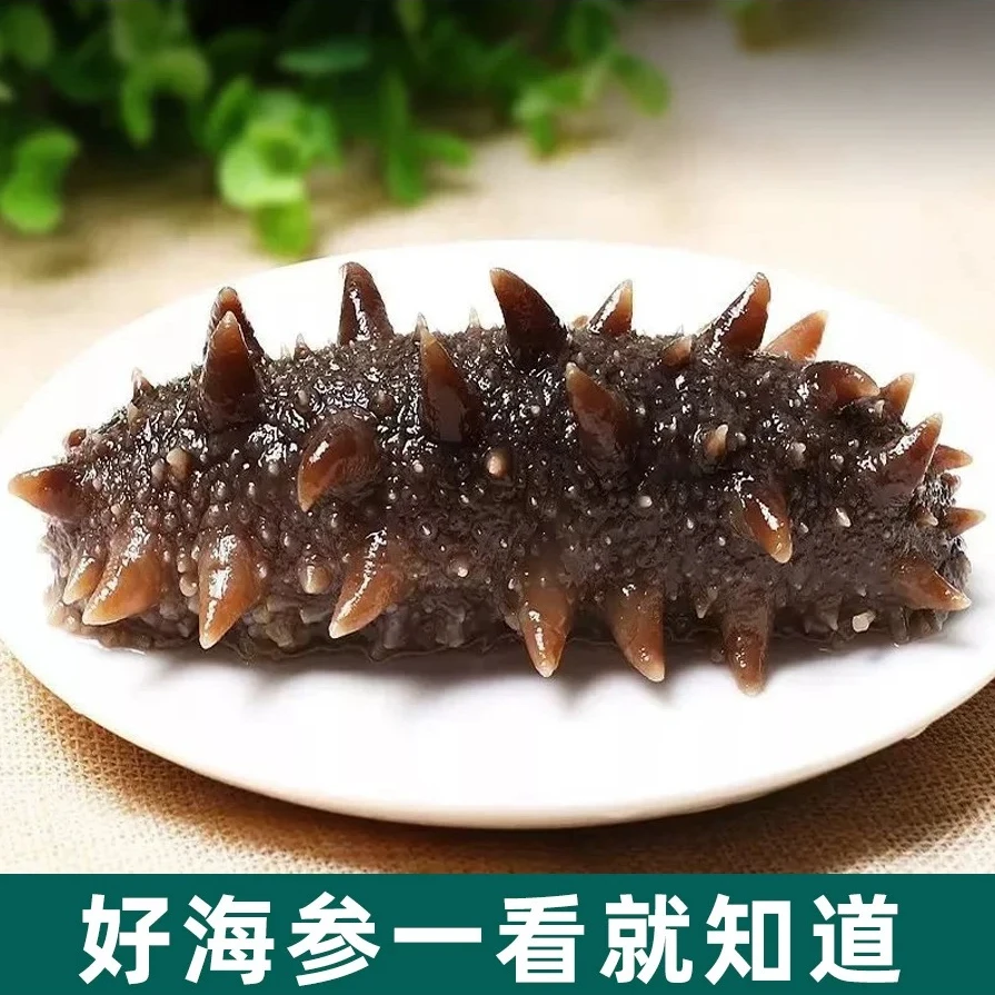 海参【福利款】12-16头大连即食海参 大连深海辽刺参 大连发货