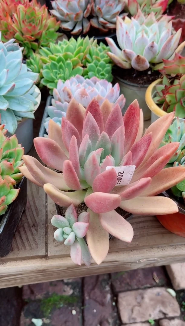 今***签20063多肉植物一物一拍
