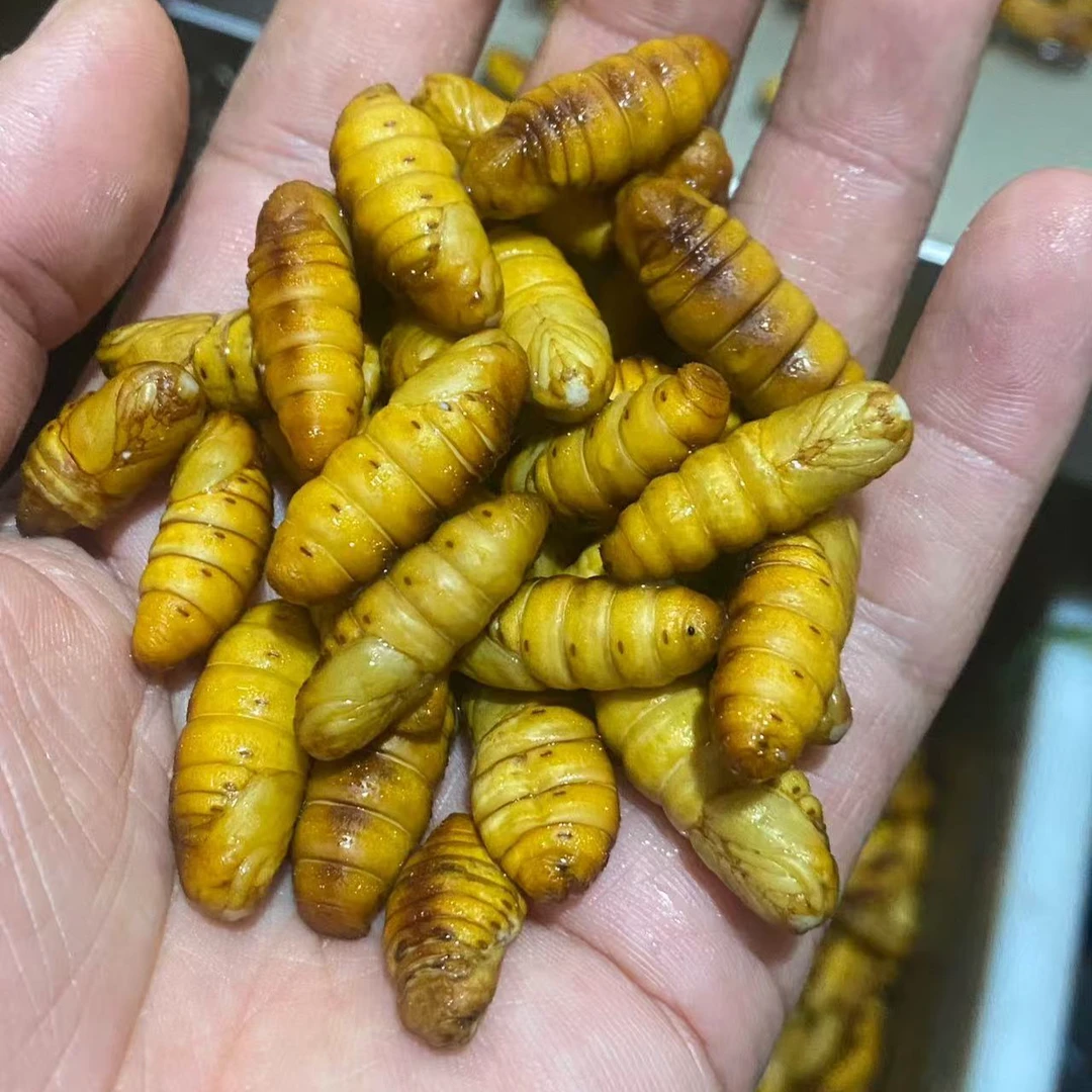 新鲜蚕蛹精品手选（个个带黄）当日货4斤今天拍明天到