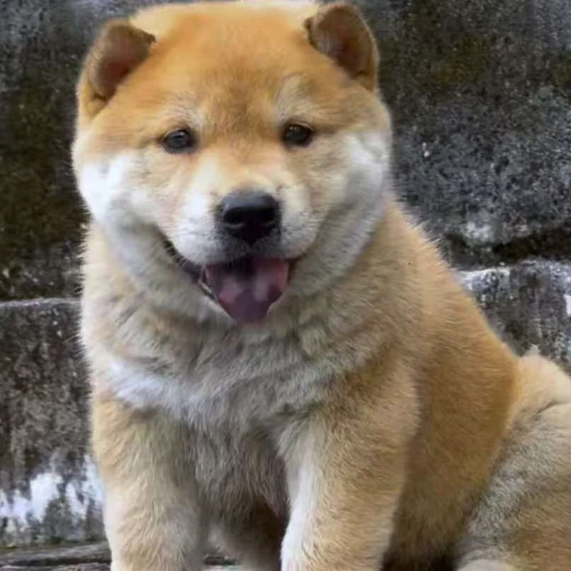 中华田园犬（黄狗白面、土松、虎斑、五黑、五红、山牛红、铁包金等）