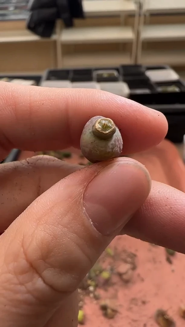 【闪购商品】13-207