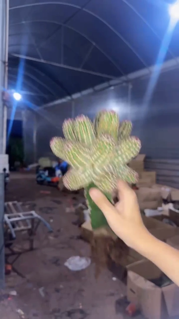 多头 青花虾【嫁接】