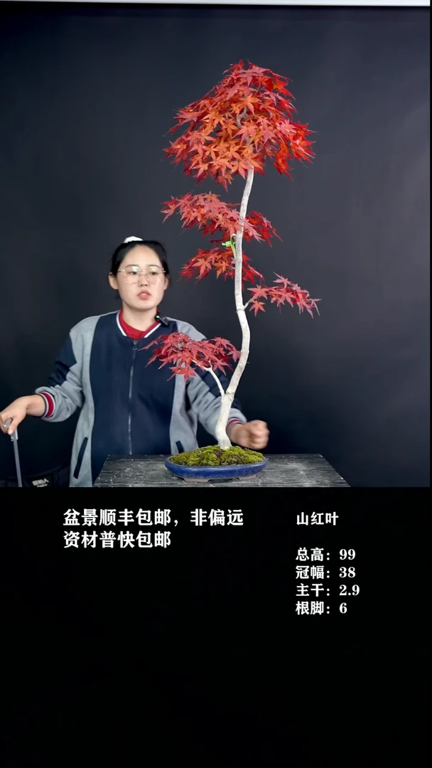 无花朵白***峰山红叶-G5932