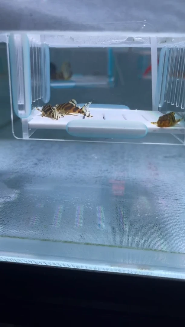 清道夫3+不包入缸损95