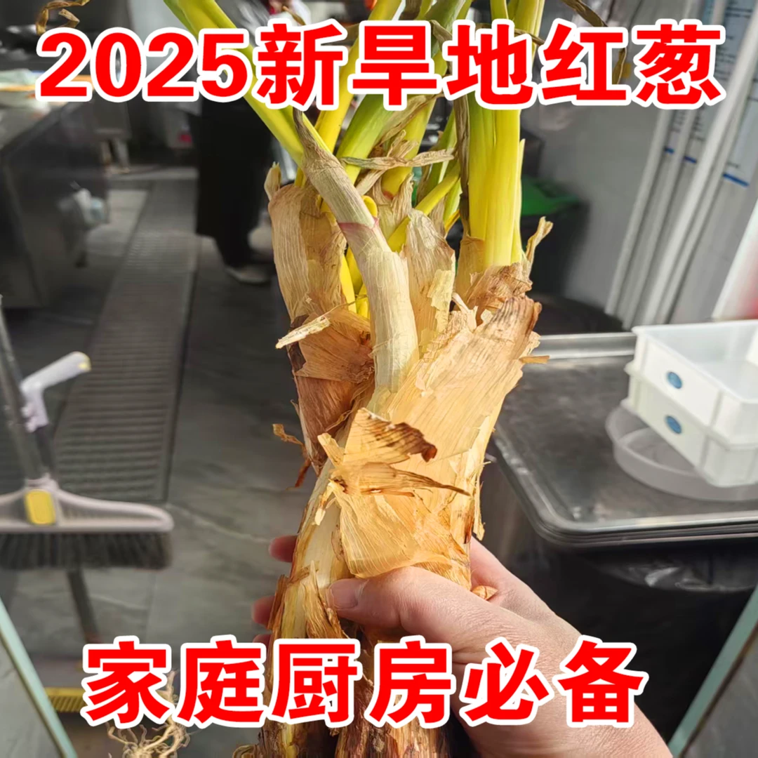 2025正宗陕北沙地红葱新鲜山地葱炖肉炒煲汤菜农家自种带叶易保存