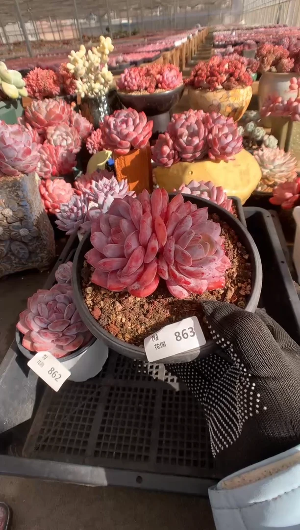 863玫瑰梦露一物一拍