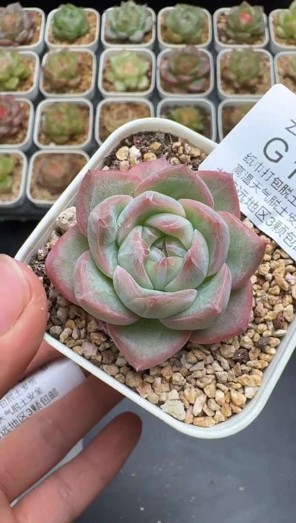 117G云禹多肉植物 脱土纸巾打包 3颗包邮