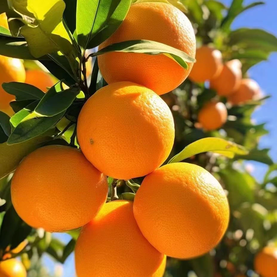 赣南脐橙【自家种植赣南寻乌早脐橙】应季赣南早甜脐橙香甜多汁脐橙