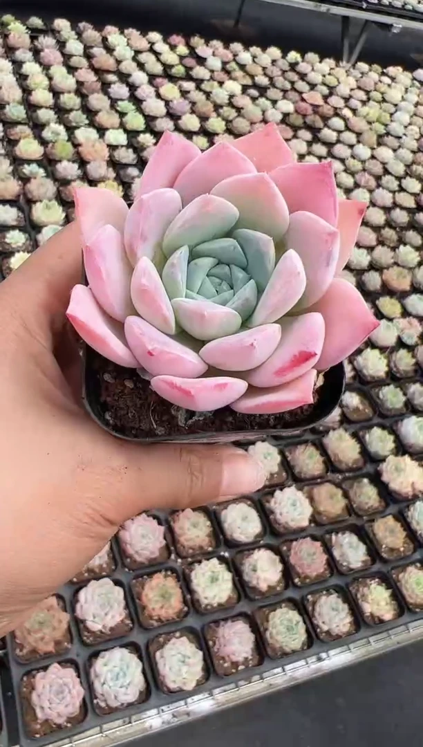 东云多肉园新款-109