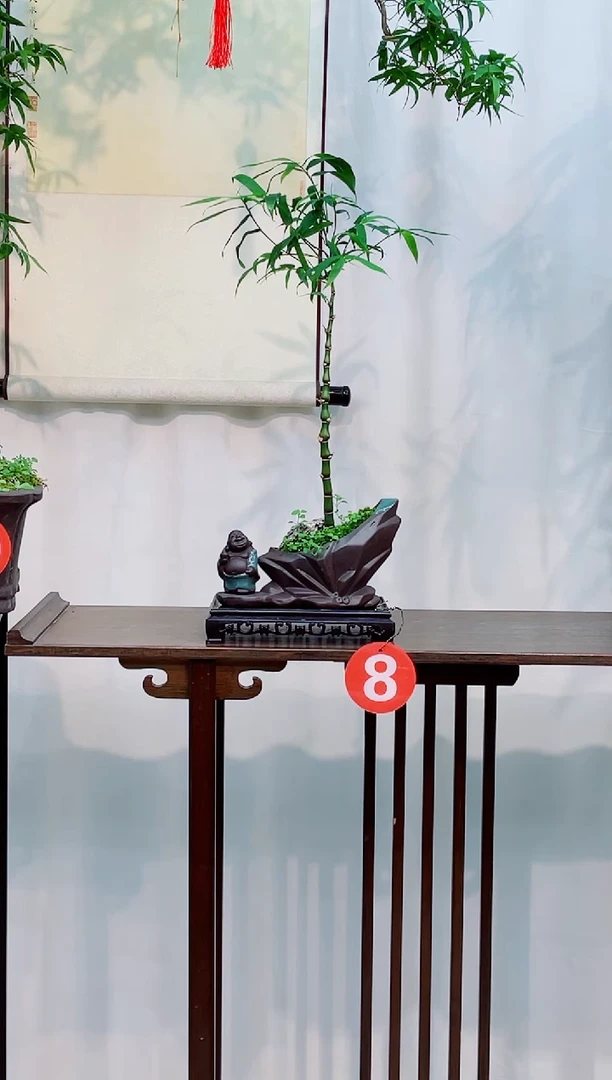 无花朵竹子盆景盆栽竹子盆景盆栽