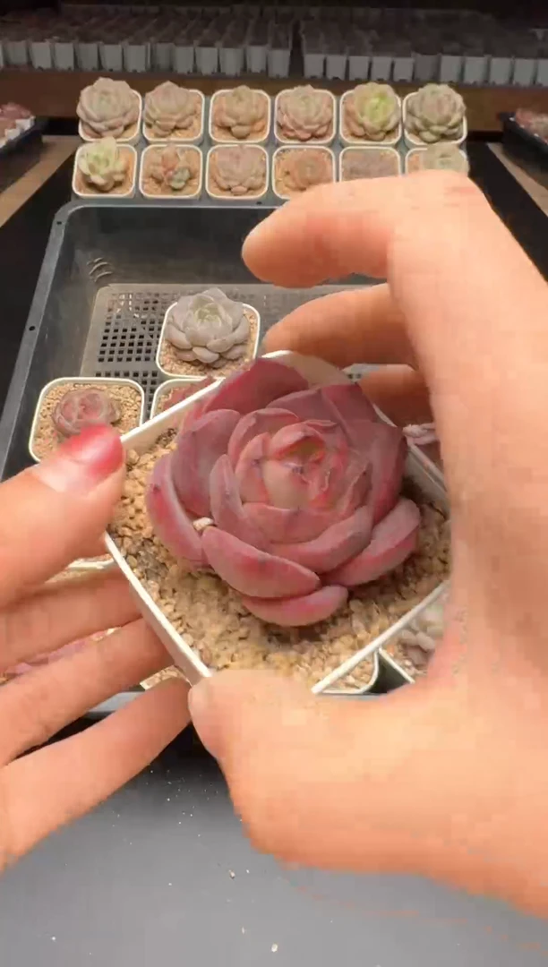 【闪购商品】147号一物一拍珍妮多肉花卉植物3颗起发