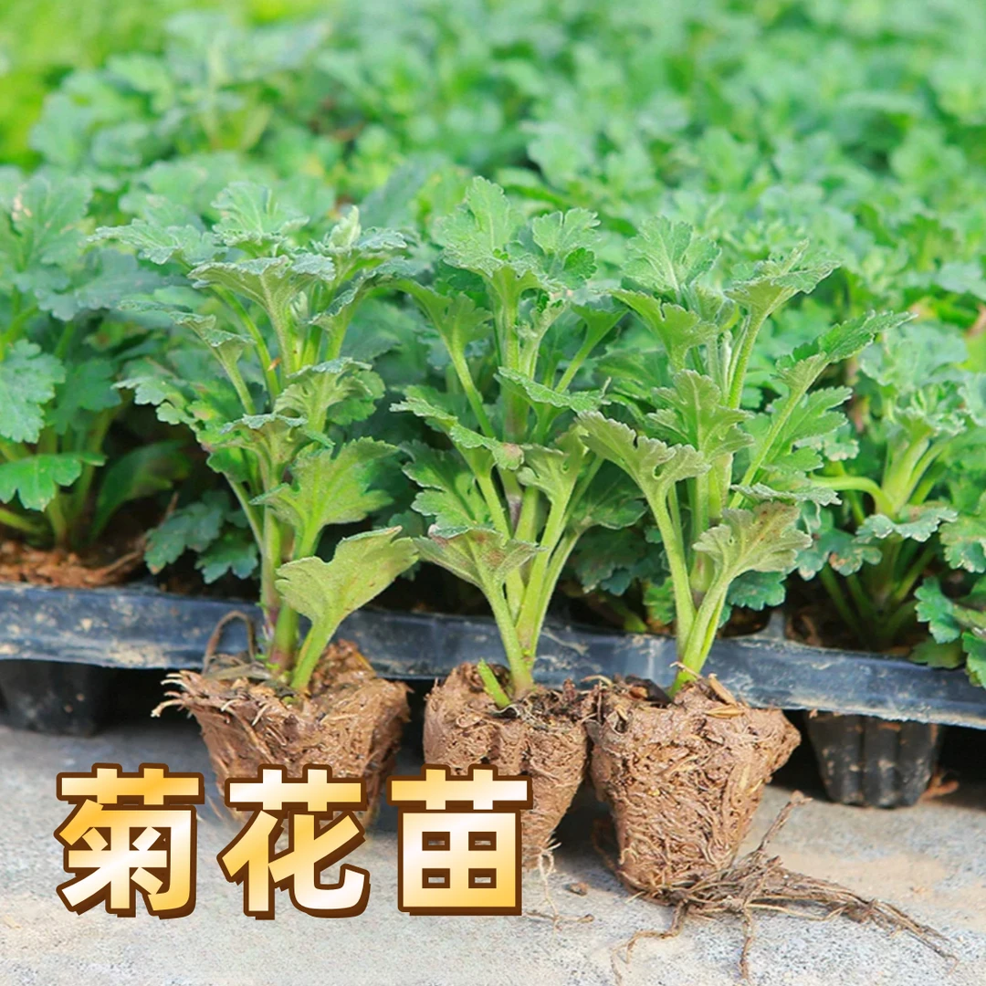 菊花苗四季开花菊花盆栽多年生适合室内外阳台庭院栽种植物绿植