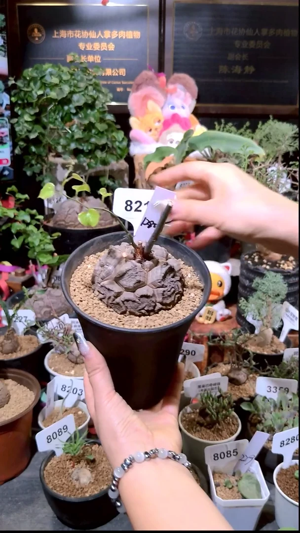 8210号0104精品植物南非龟甲龙单颗