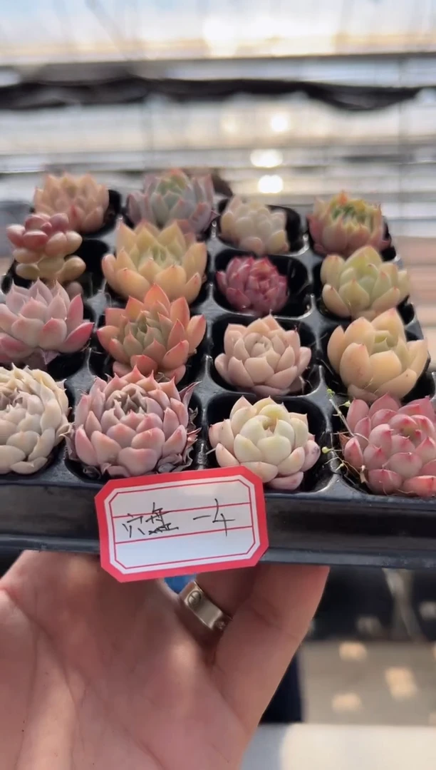 【闪购商品】穴盘-4