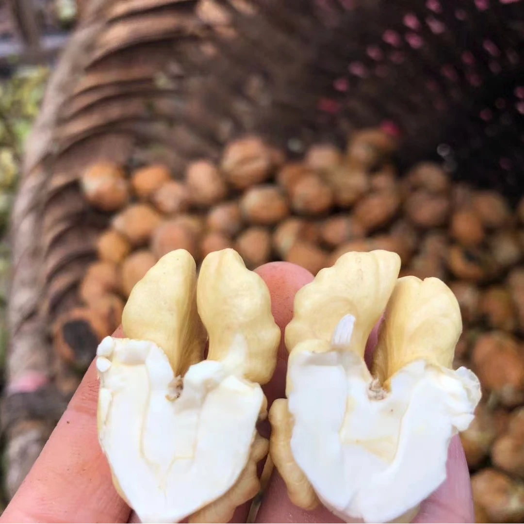 型男【新鲜湿核桃】高山老树去青皮新鲜湿核桃昆明发货5斤