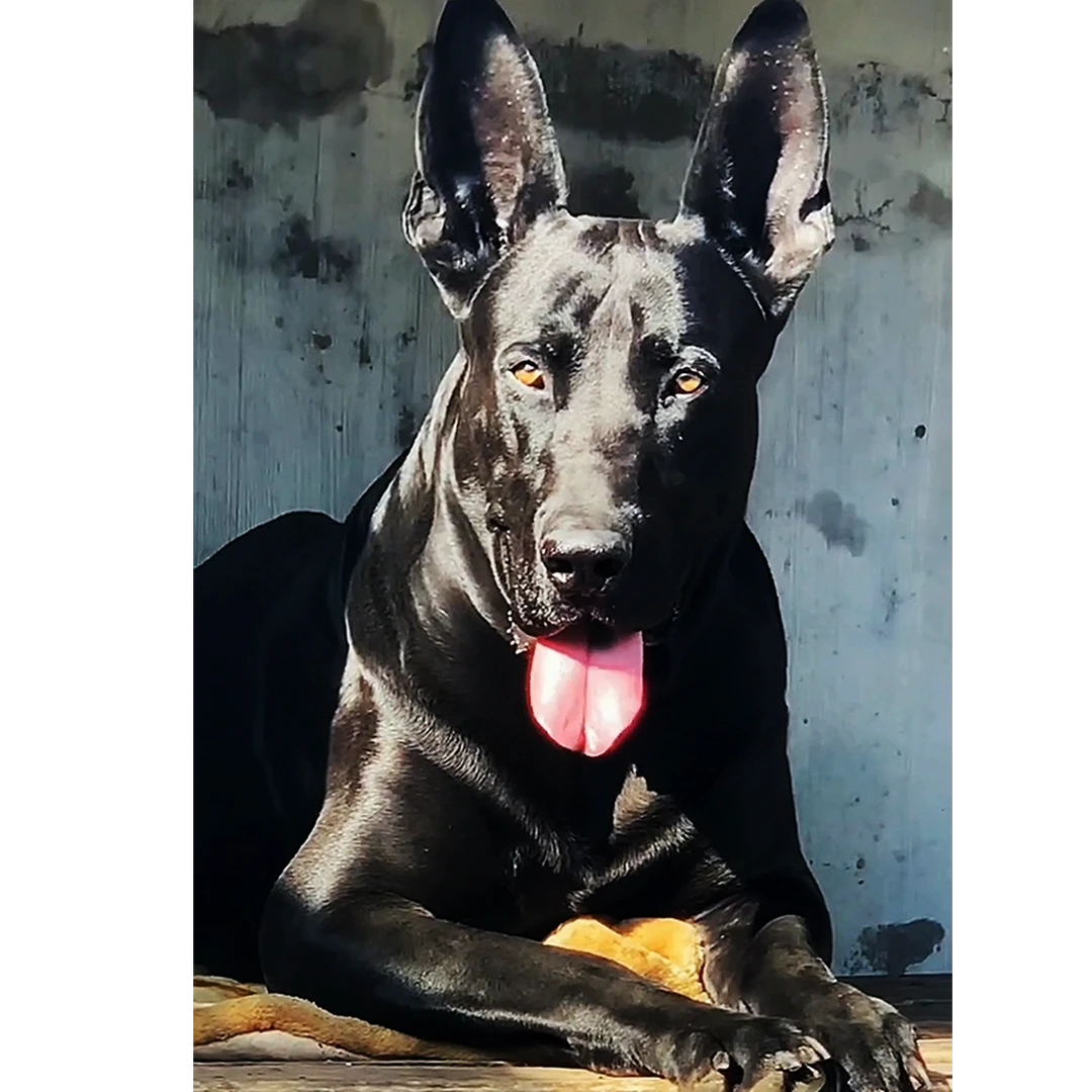 纯种黑狼犬活体链接