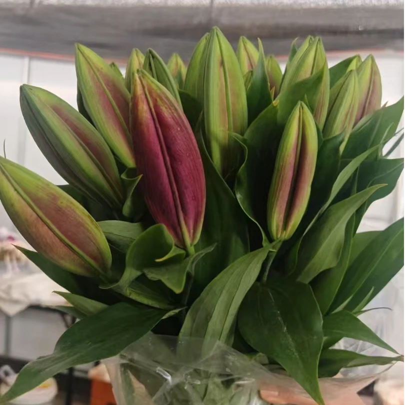 【阿冰-洪福】云南昆明基地直发香水百合水养鲜花家用速递同城插花