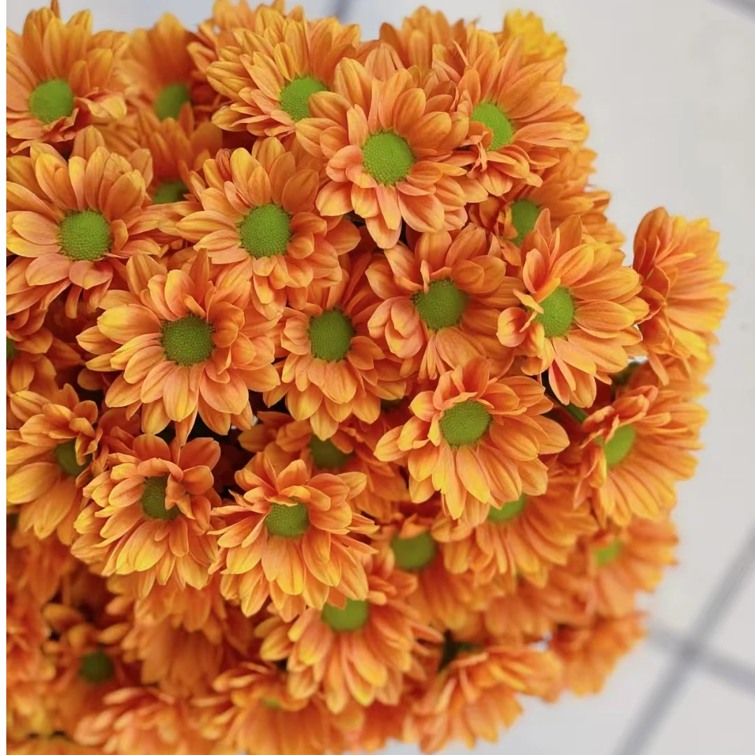 【一品花集】【橘子汽水】小雏菊 云南昆明基地直发家用鲜花