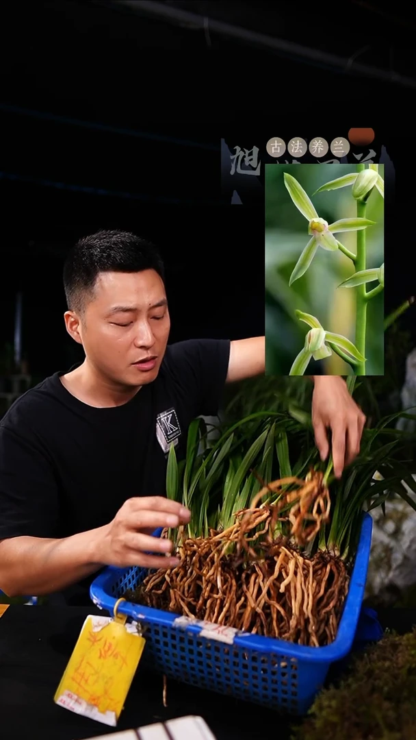 当前无花栽培后可以开花秋榜 绿胭脂(前垄子母2苗)