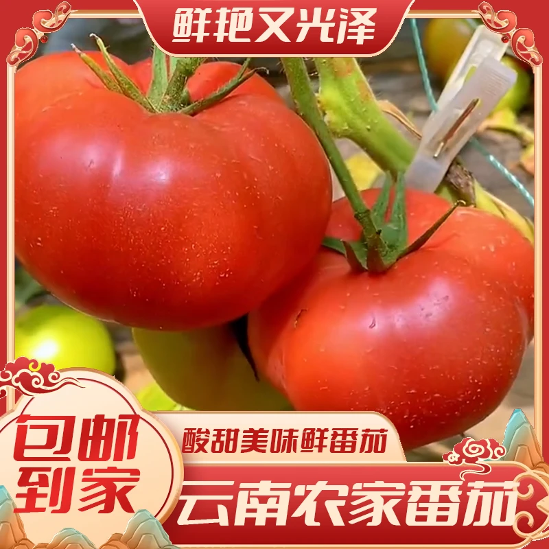 传奇西红柿粉红番茄自然熟酸甜多汁新鲜采摘无农残可生吃