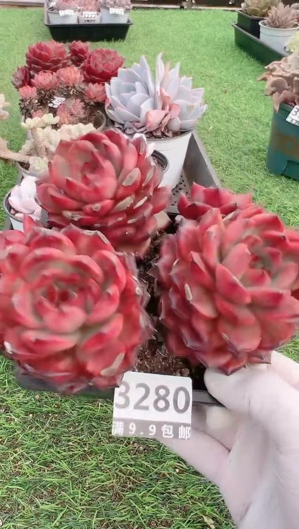 【闪购商品】信福多肉一物一拍