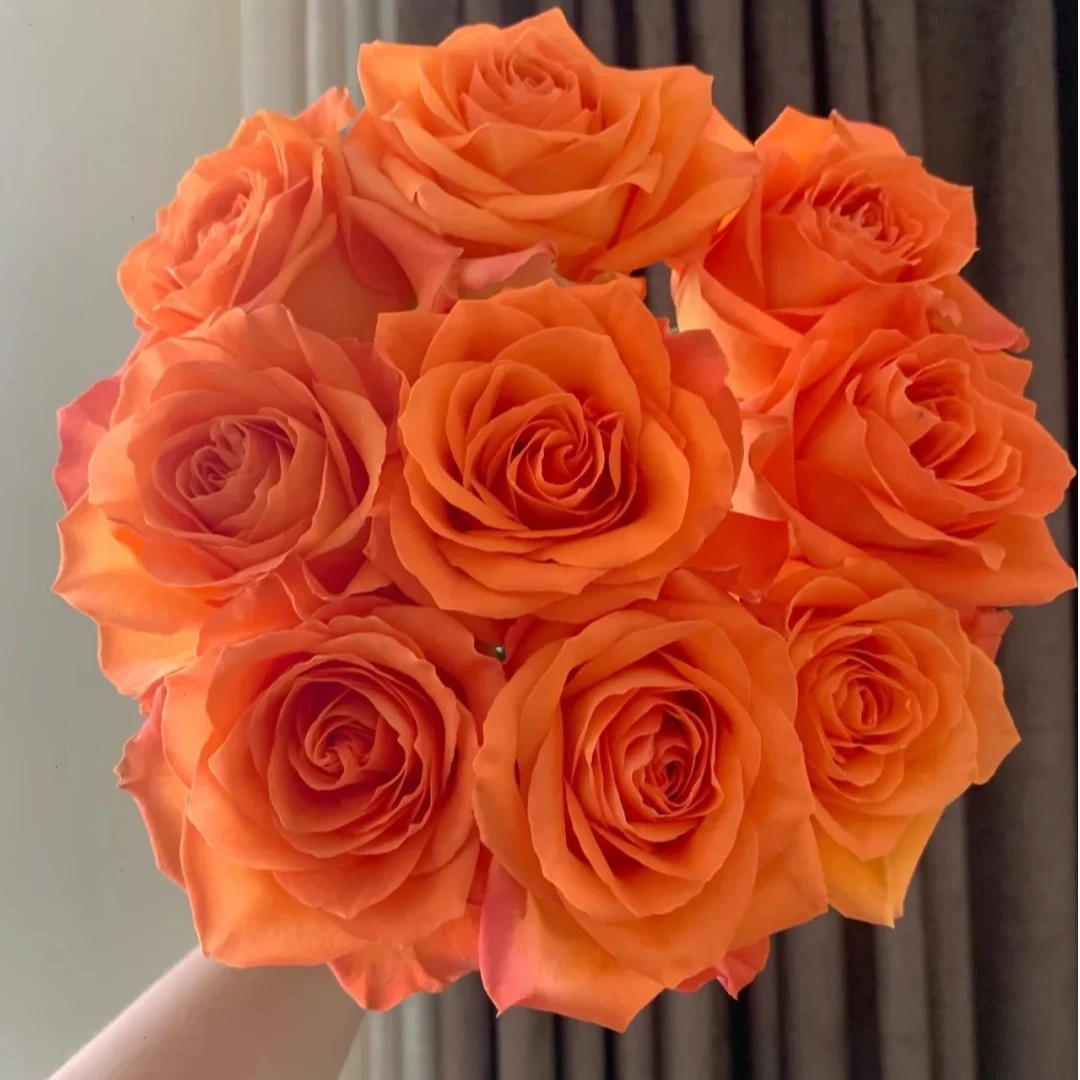 【国王日】橘色系 大花型玫瑰  云南基地直发 鲜切花 颜色热烈好养