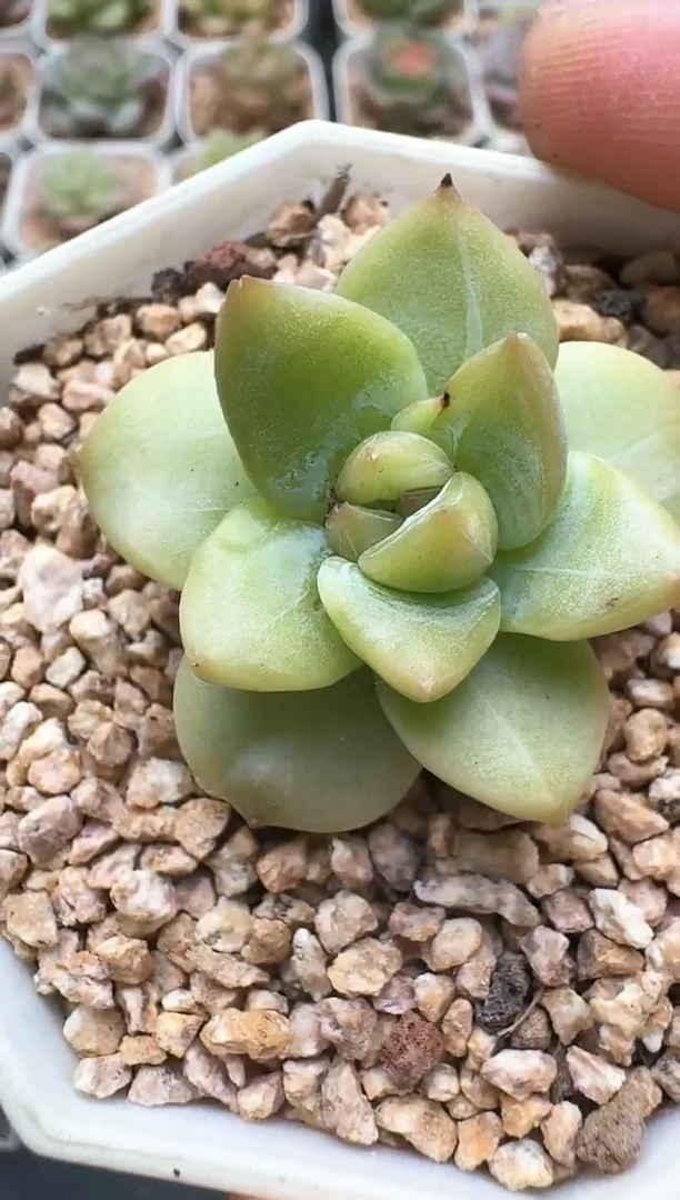 767D云禹多肉植物 带盆土纸巾打包 3颗包邮