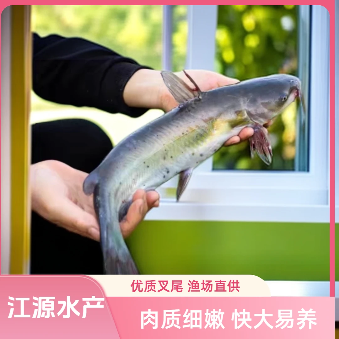 叉尾鱼苗鮰鱼苗大规格叉尾鮰鱼