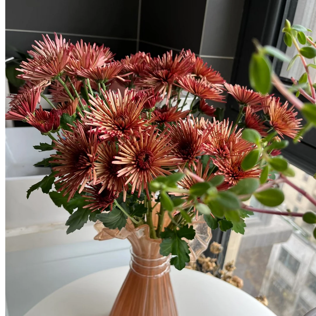 草莓糖小雏菊一把     云南基地鲜花   一手货源  家养水养