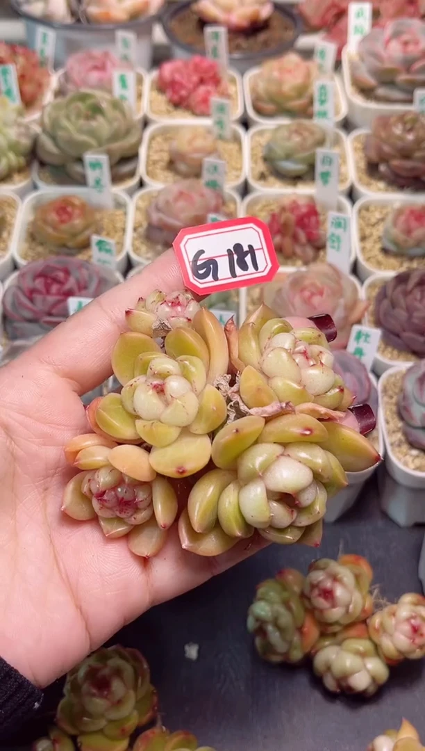 【闪购商品】G181皮埃拉一物一拍