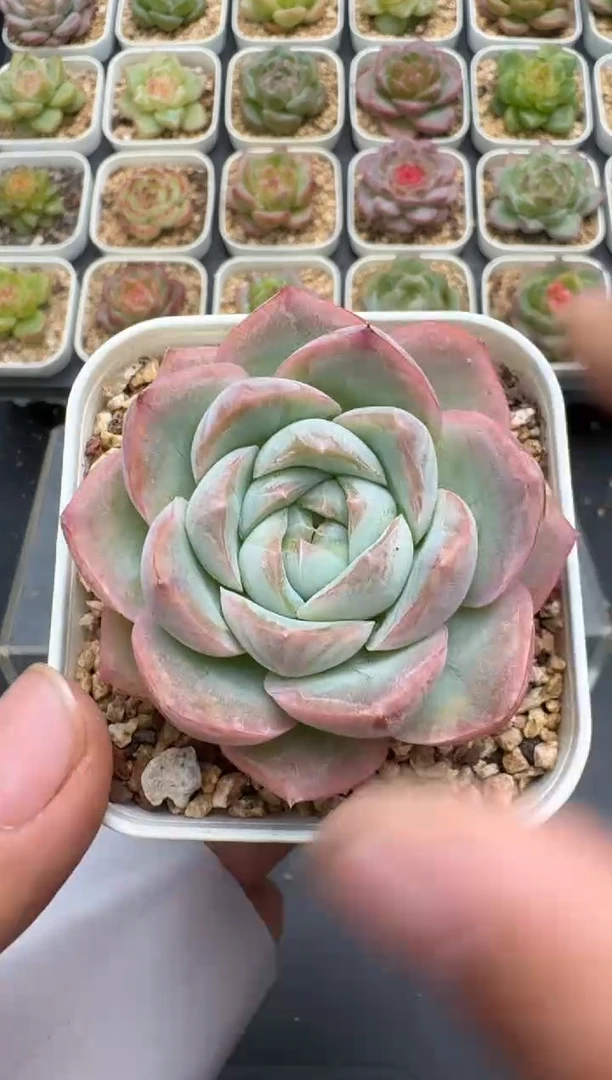 356E云禹多肉植物 带盆土纸巾打包 3颗包邮