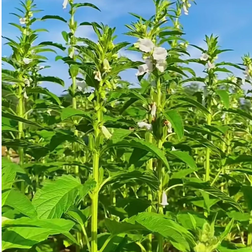 乡村农家种植新鲜芝麻
