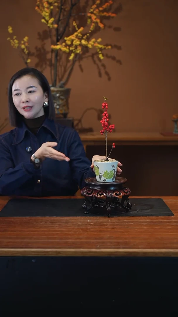 全部花朵冬青盆景盆景盆景