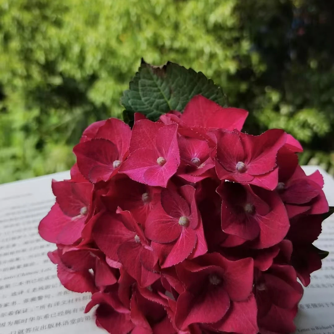 红宝石 3加仑 红紫色 大花绣球 （张） 开花发货 盆栽花卉