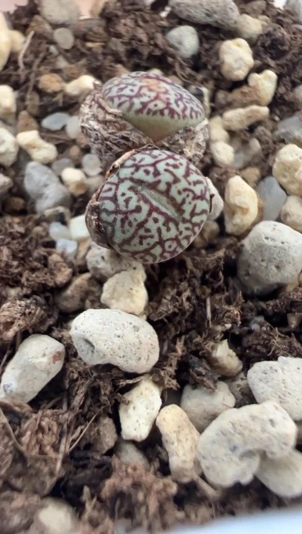 52.。。。。。。。。。。。。。。。。