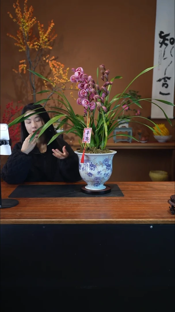 全部花朵粉黛紫青盆景