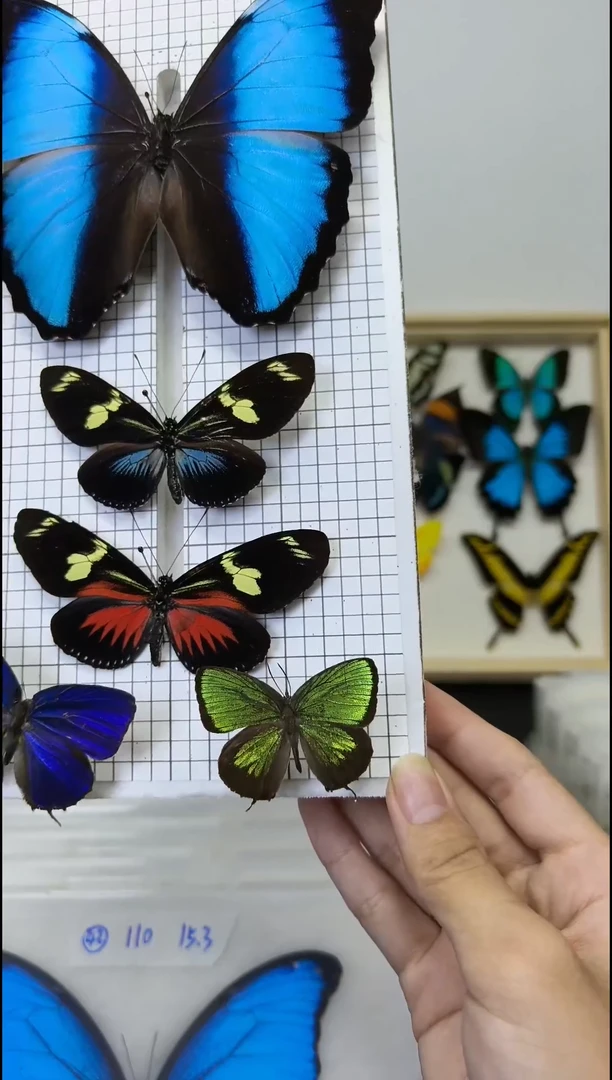 木李*杳娥娆灰蝶展翅品