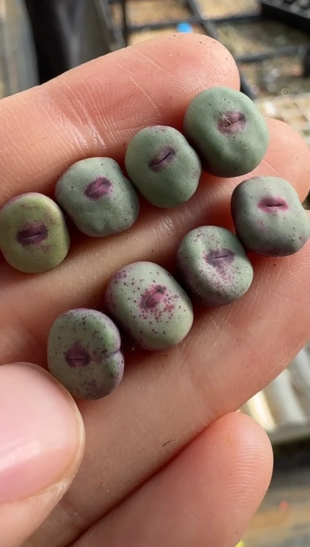 【闪购商品】17-41一颗